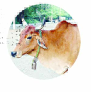 महाराष्ट्रात गोवंश हत्याबंदी कायद्याला राष्ट्रपतींची मंजुरी