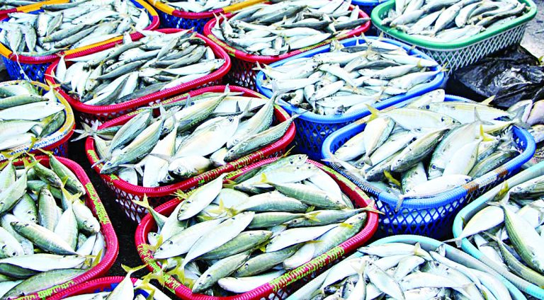 मासळी महामंडळाचा प्रस्ताव मुख्यमंत्र्यांनी नाकारलेला नाही