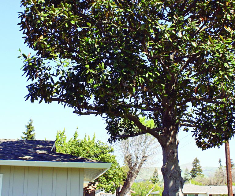 बोलणारे झाड